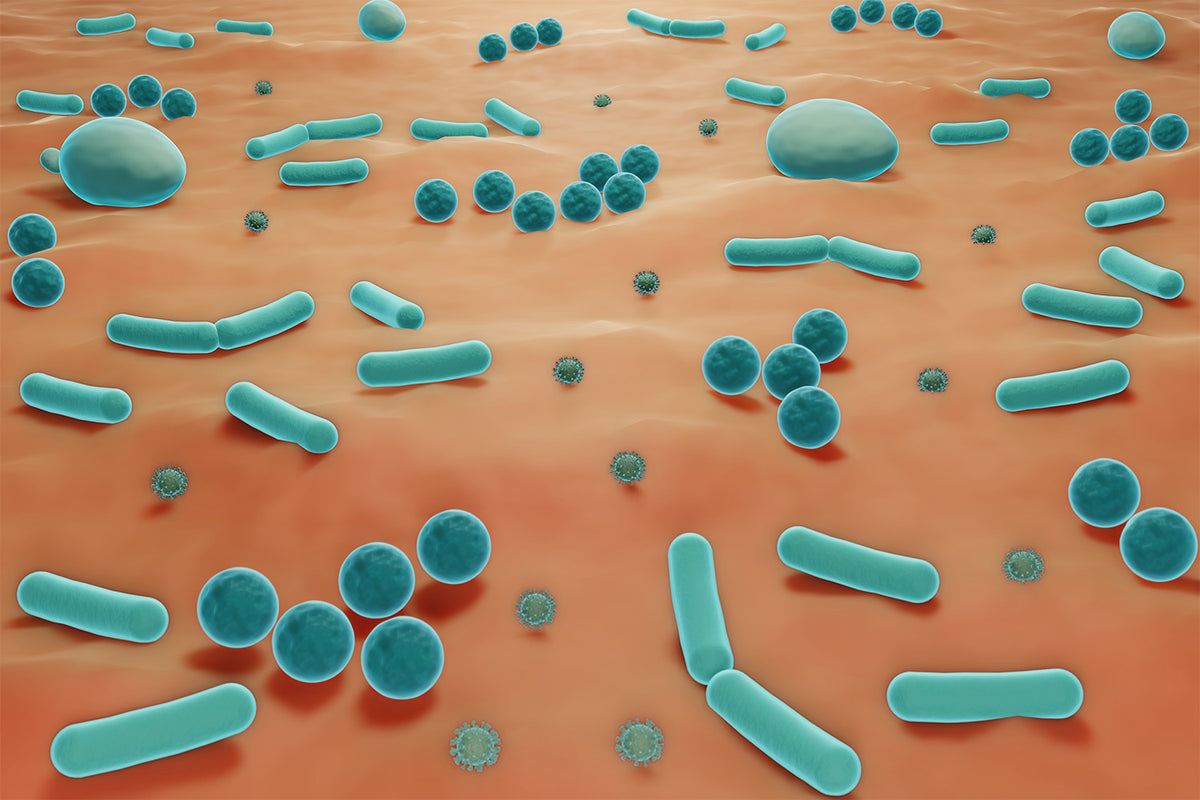 The Basics of the Skin Microbiome