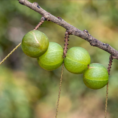 Amla (Indian Gooseberry) Image