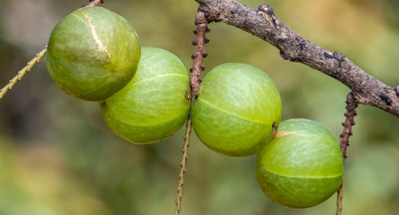 Amla (Indian Gooseberry) Image