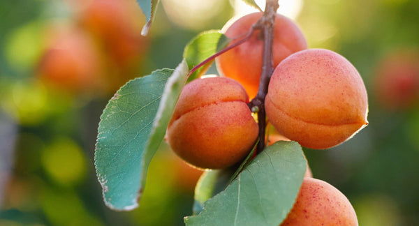 Apricot Kernel Oil