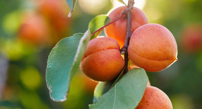 Apricot Kernel Oil Image