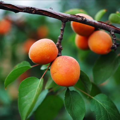 Apricot Oil Image