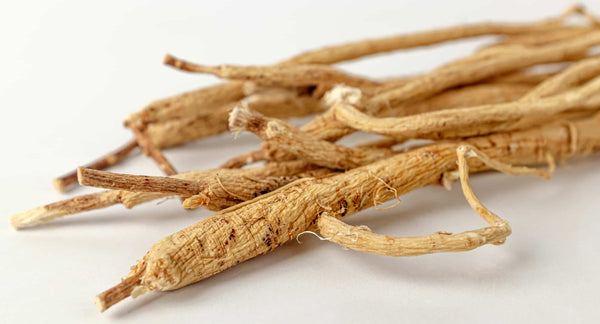 Astralagus Root