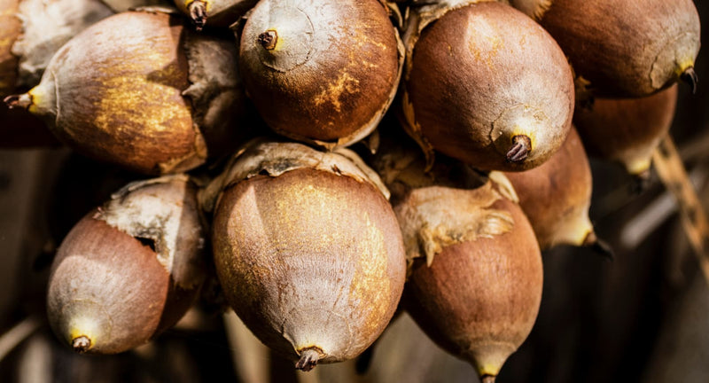 Babassu Seed Oil Image