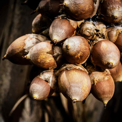 Babassu Seed Oil Image