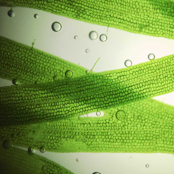 Bioflavinoids