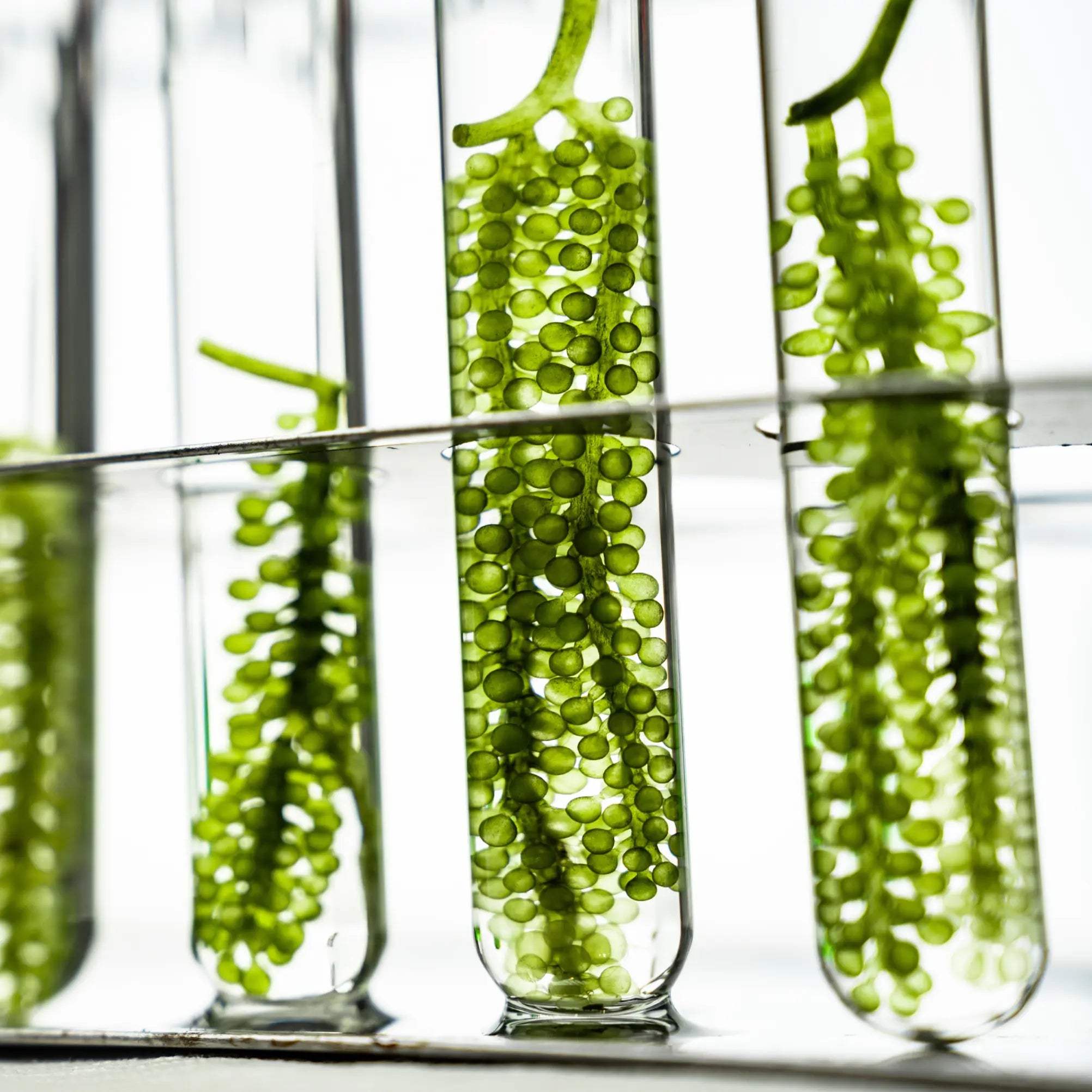 Biotech