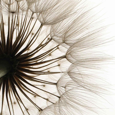 Dandelion Image