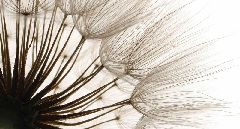 Dandelion Image