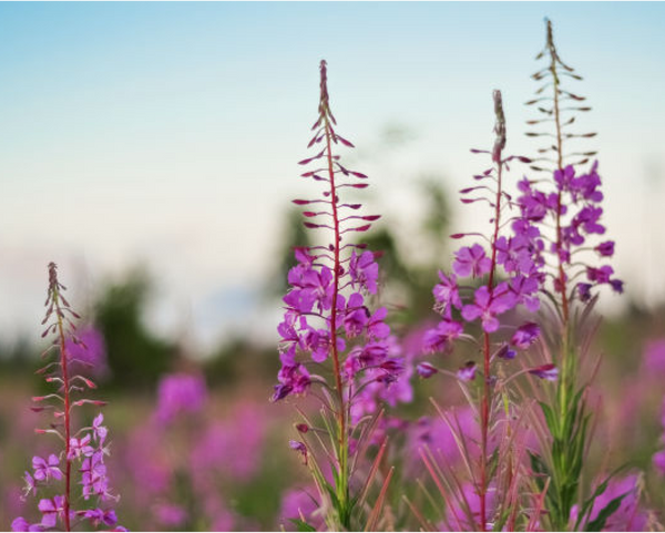 Fireweed