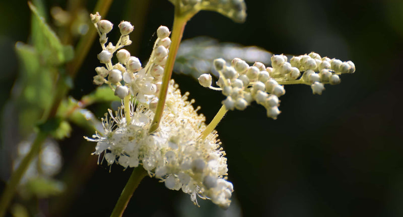 Elderflower Image