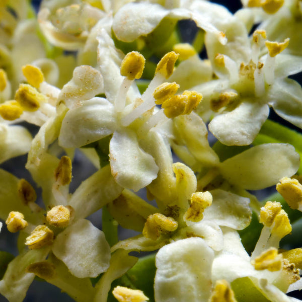 Elderflower