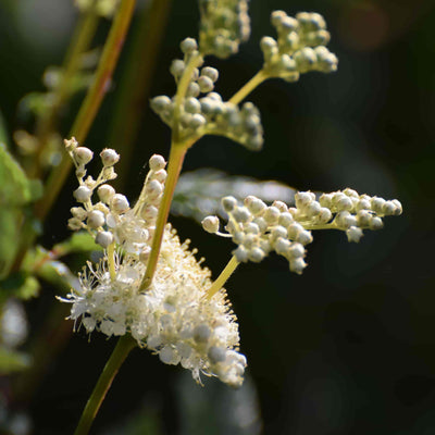 Elderflower Image