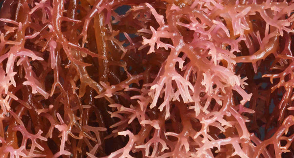 Elkhorn Seamoss