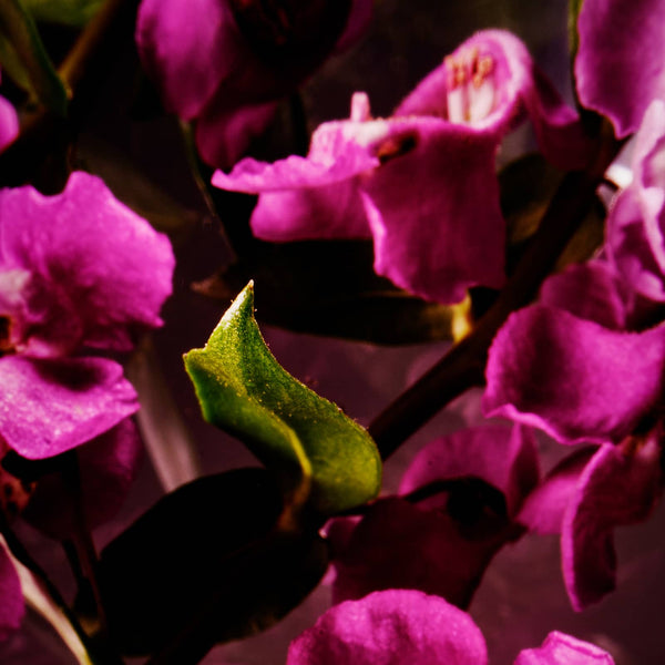 Fireweed