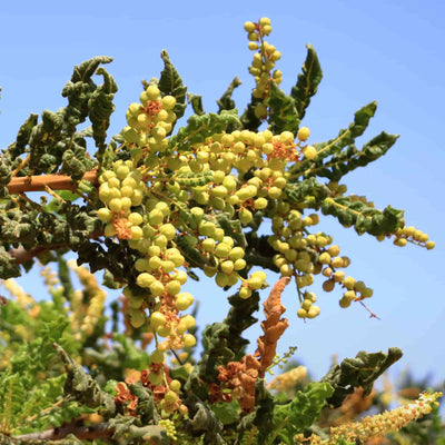 Frankincense Image