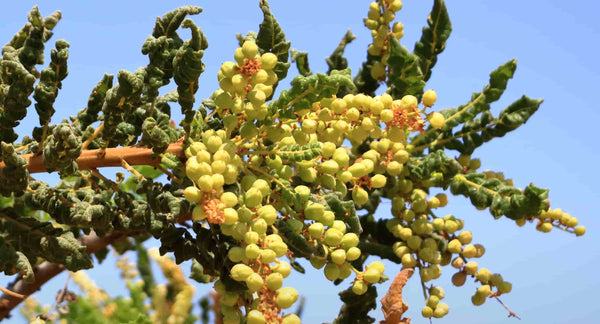 Frankincense