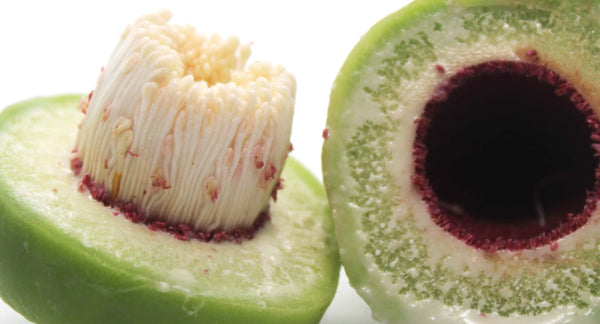 Kakadu Plum