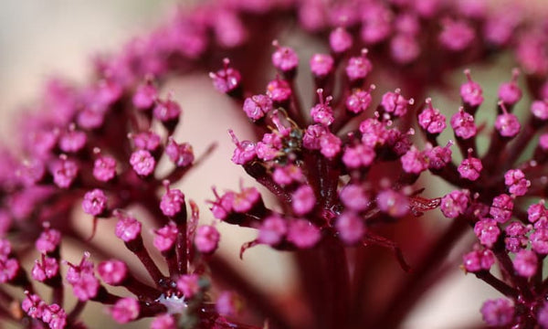 Korean Angelica