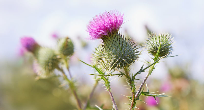 Milk Thistle Image