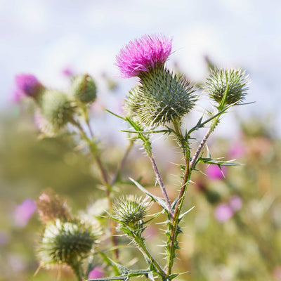 Milk Thistle Image