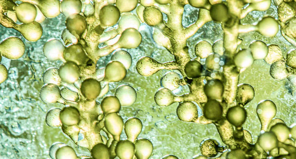 Microalgae