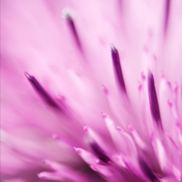 Milk Thistle