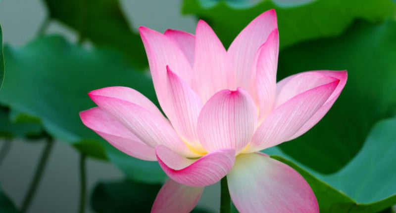 Nelumbo Lotus Image