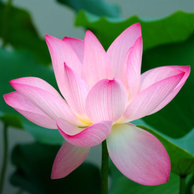 Nelumbo Lotus Image