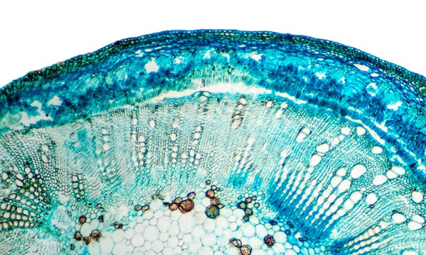 Plant Stem Cells