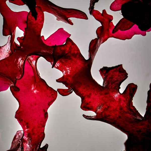 Red Algae