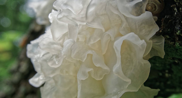 Tremella Mushroom