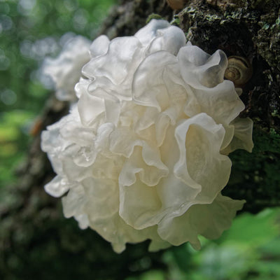 Tremella Mushroom Image