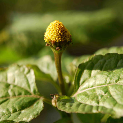 Spilanthes Image