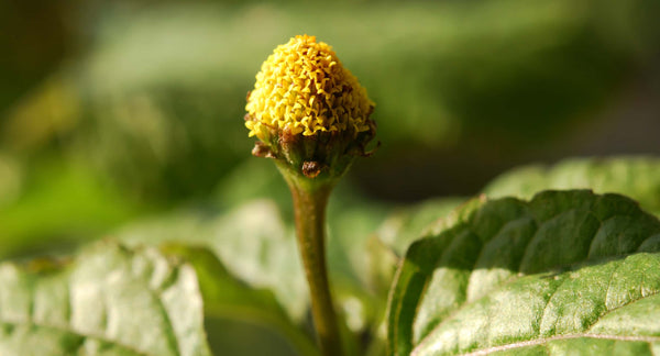 Spilanthes
