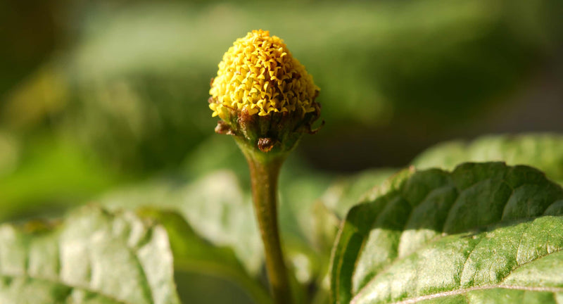 Spilanthes Image