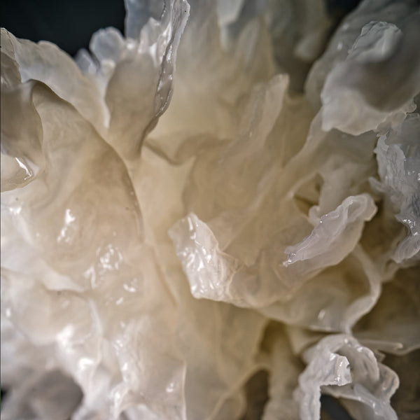 Tremella Mushroom