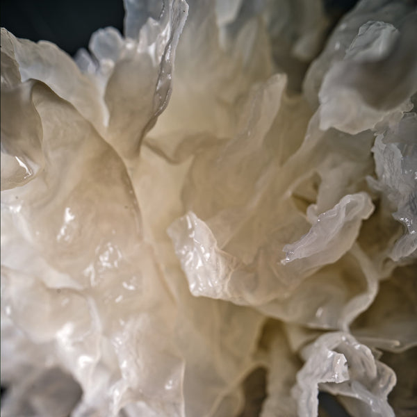 Tremella Mushroom