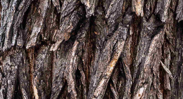 Willow Bark Extract