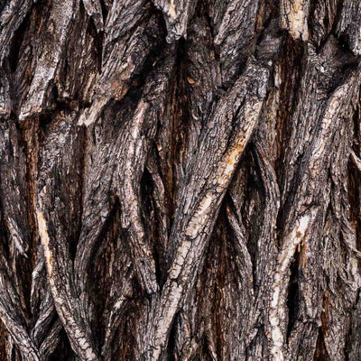 Willow Bark Extract Image