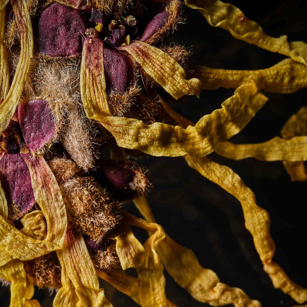 Witch Hazel Leaf